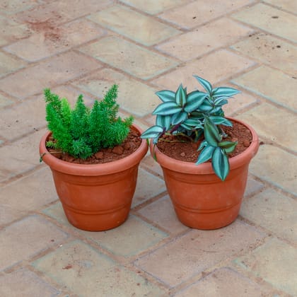 Buy Set of 2 - Wandering Jew & Asparagus Mary in 7 Inch Classy Red Plastic Pot Online | Urvann.com