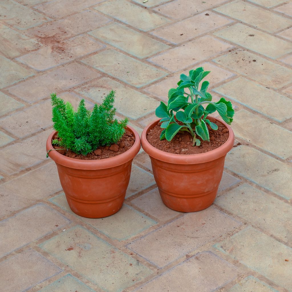 Set of 2 - Ajwain & Asparagus Mary in 7 Inch Classy Red Plastic Pot