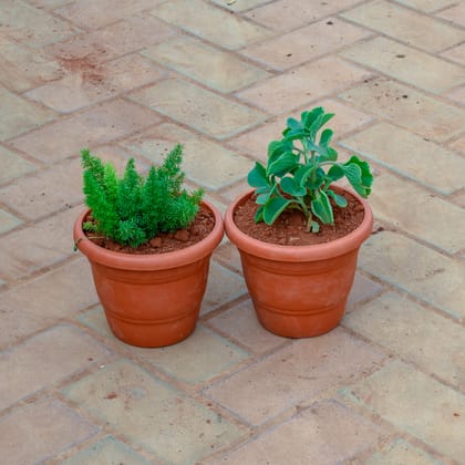 Buy Set of 2 - Ajwain & Asparagus Mary in 7 Inch Classy Red Plastic Pot Online | Urvann.com