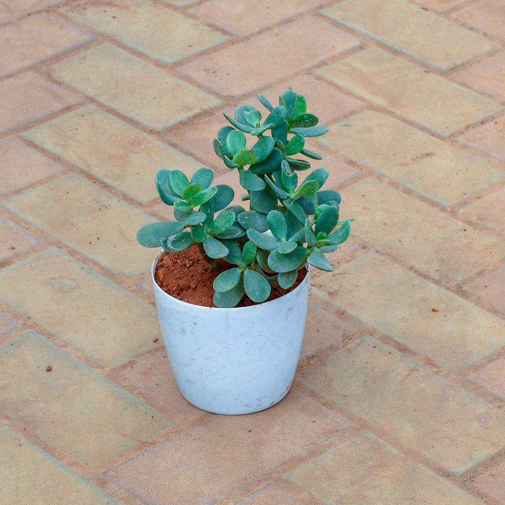 Free Next Day Delivery | Crassula Ovata Succulent in 6 Inch White ...