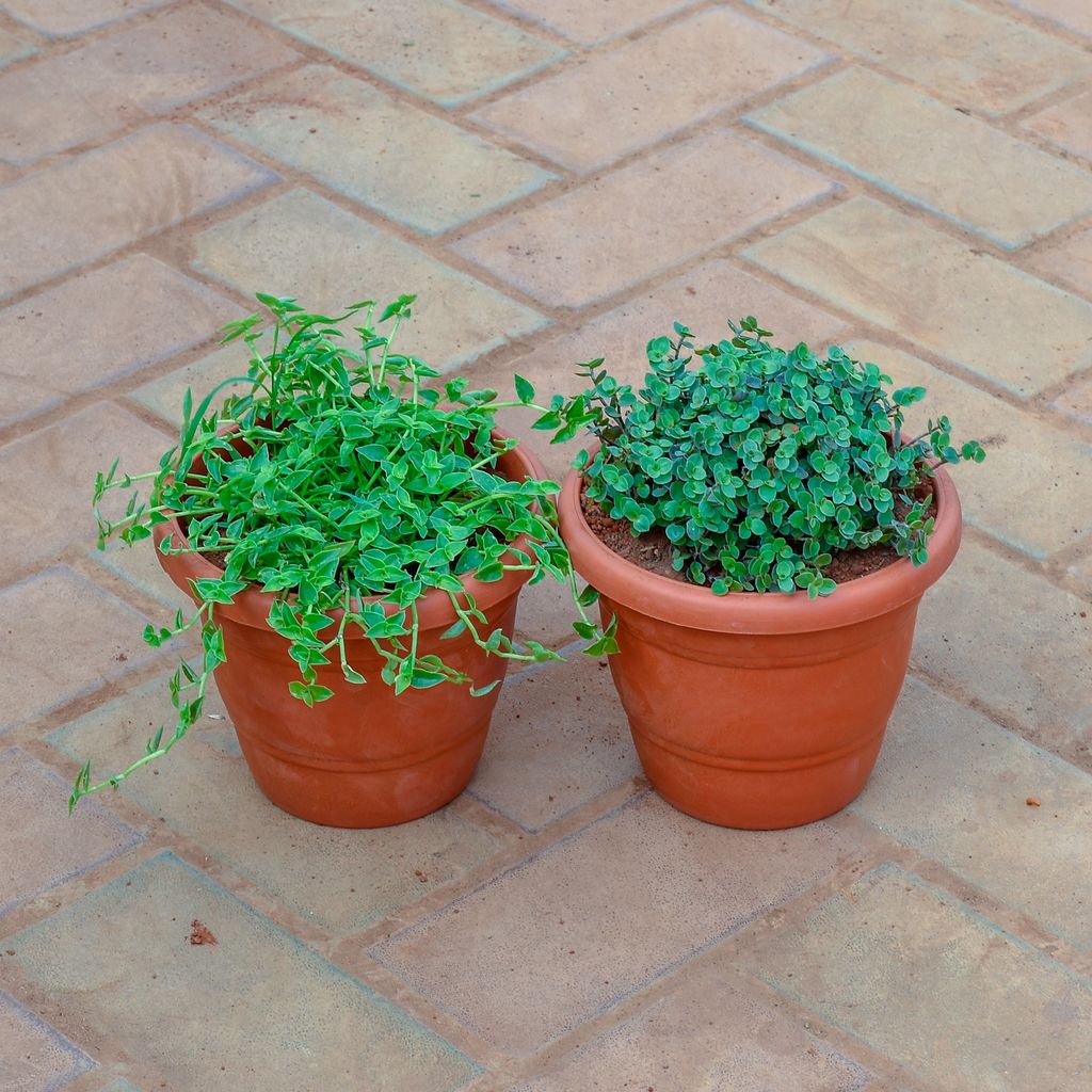 Set of 2 - Creeping Plant & Turtle Vine Black in 7 Inch Classy Red Plastic Pot