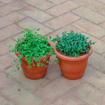 Buy Set of 2 - Creeping Plant & Turtle Vine Black  in 7 Inch Classy Red Plastic Pot Online | Urvann.com