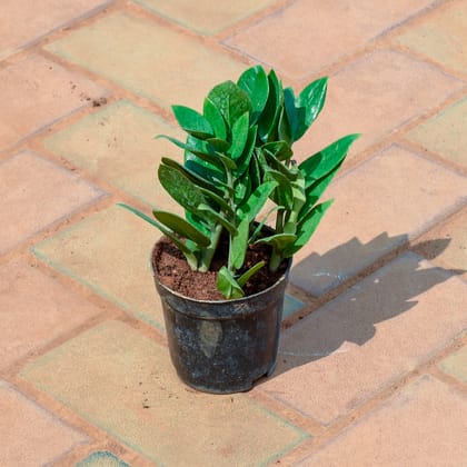 Buy Zz Green in 4 Inch Nursery Pot Online | Urvann.com