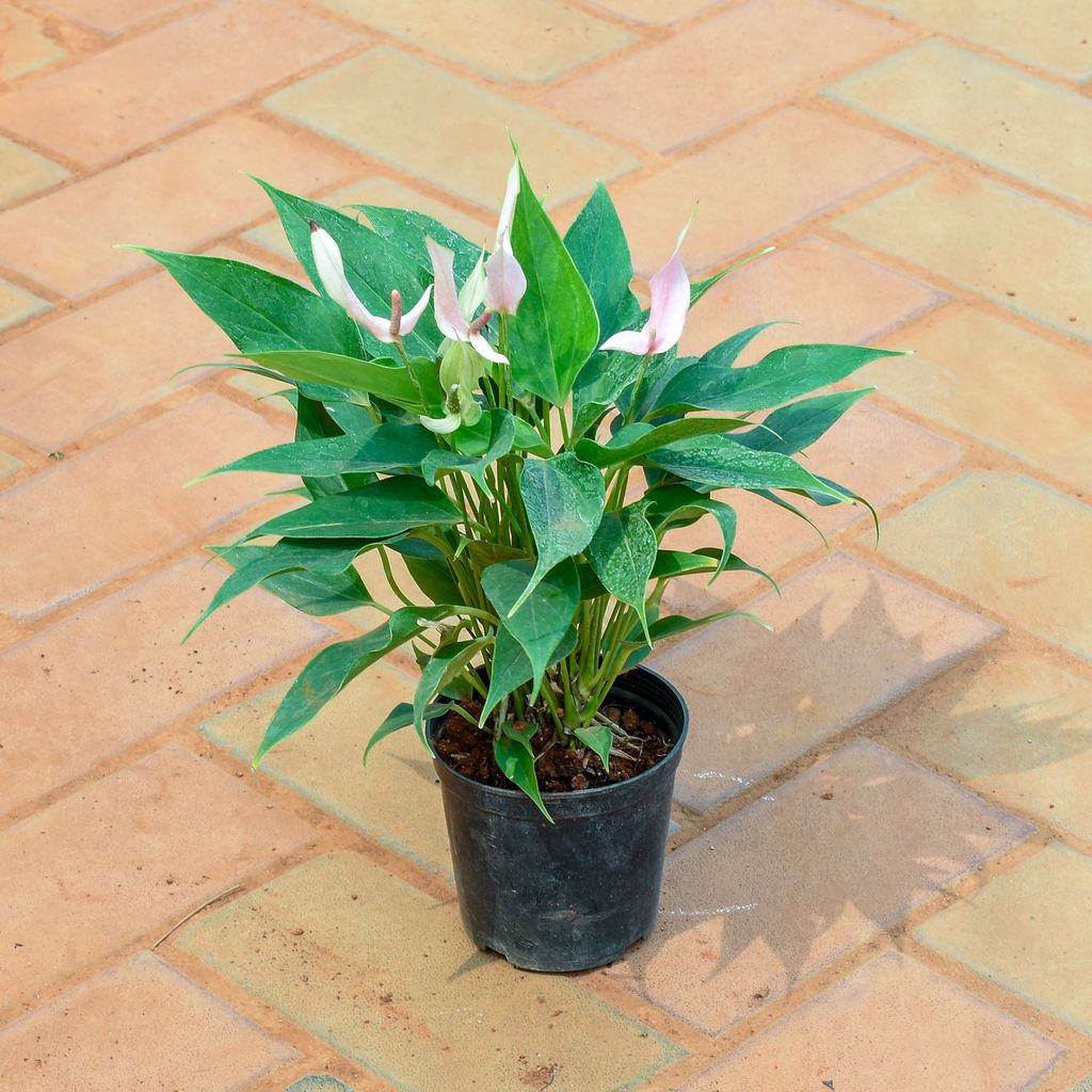 Anthurium Pink in 4 Inch Nursery Pot