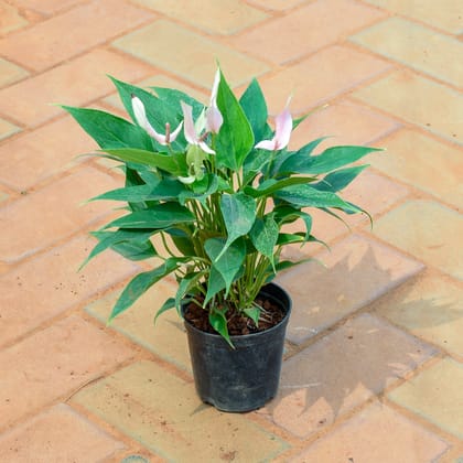 Buy Anthurium Pink in 4 Inch Nursery Pot Online | Urvann.com