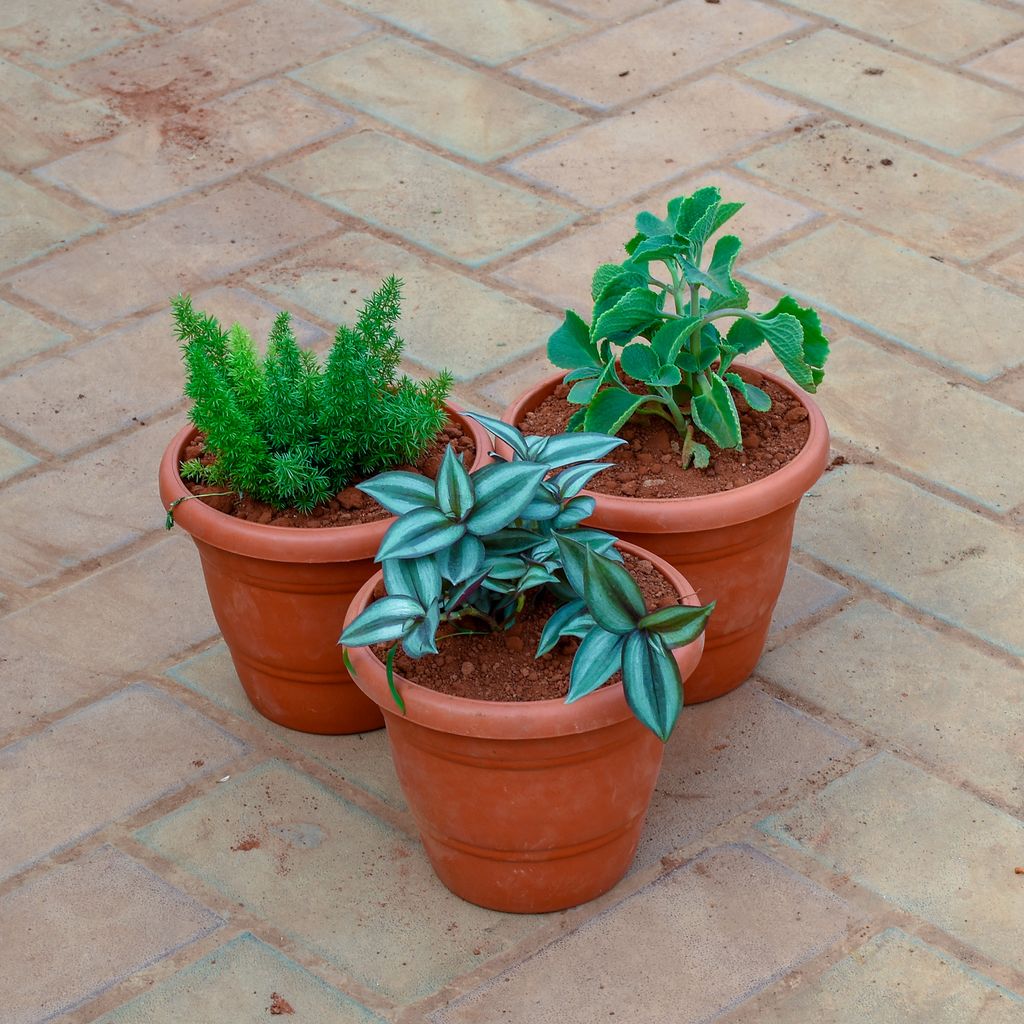 Set of 3 - Wandering Jew, Ajwain & Asparagus Mary in 7 Inch Classy Red Plastic Pot