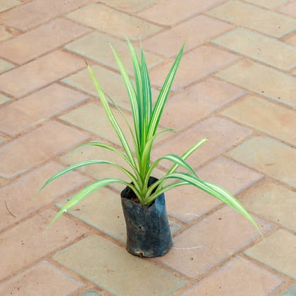 Buy Pandanus /  Screwpine in 4 Inch Nursery Bag Online | Urvann.com