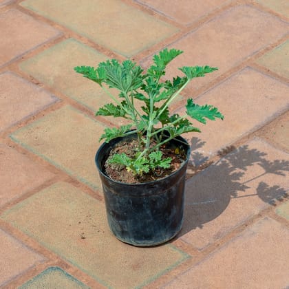 Buy Panner Patra in 4 Inch Nursery Pot Online | Urvann.com