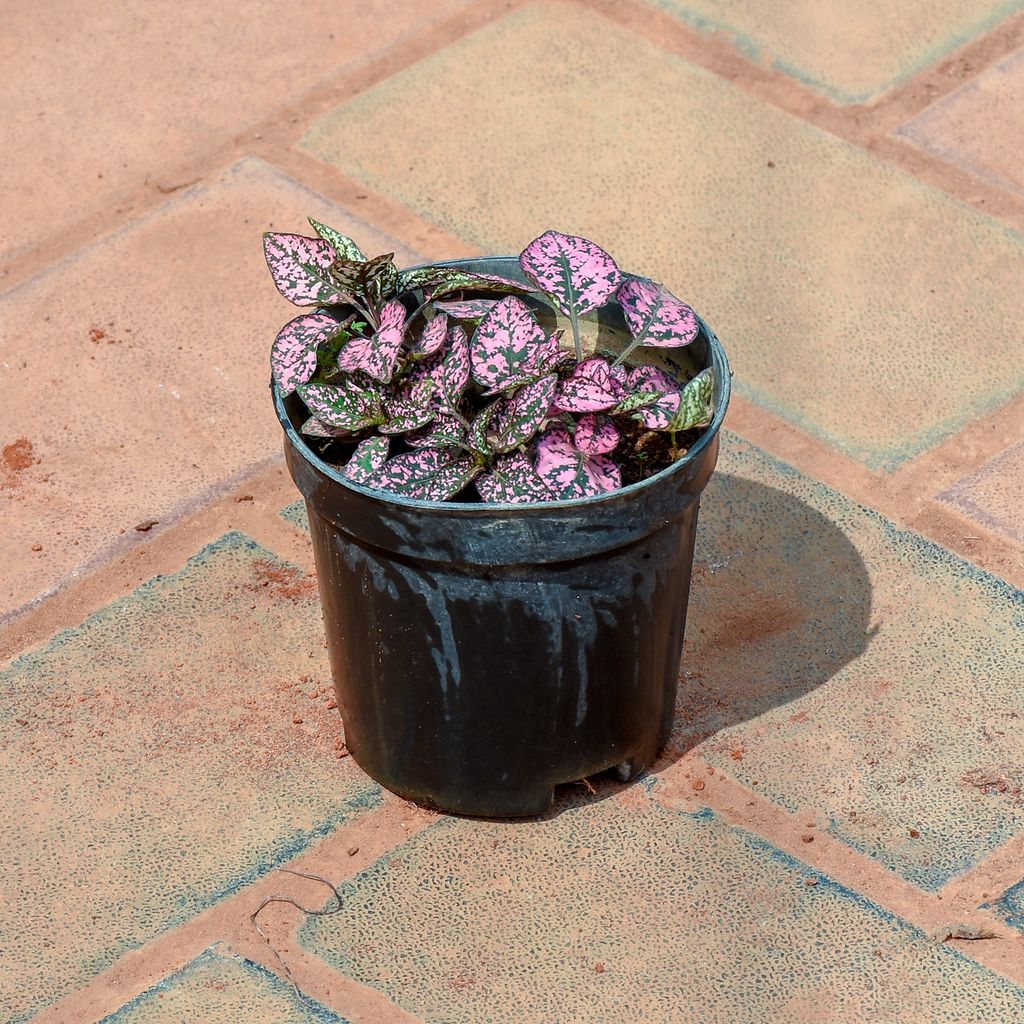 Fittonia Red in 4 Inch Nursery Pot