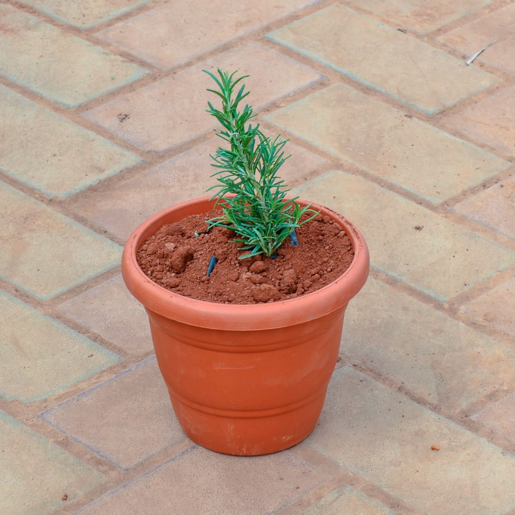 Rosemary in 7 Inch Classy Red Plastic Pot