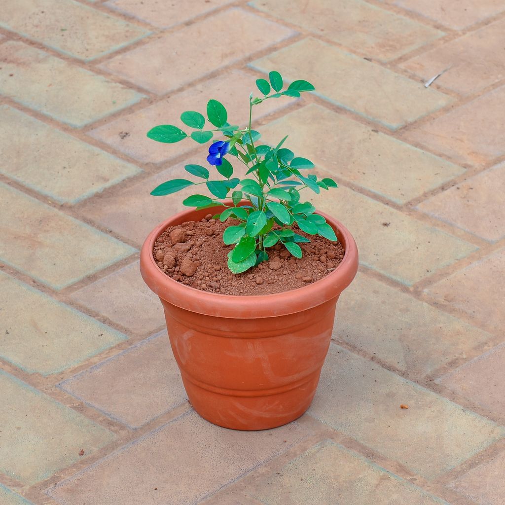 Aparajita / Asian Pigeonwings (any colour) in 7 Inch Classy Red Plastic Pot