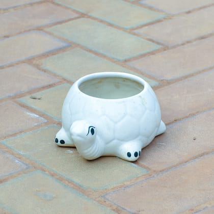 Buy 3 Inch Cute Tortoise Designer Ceramic Pot (any colour & design) Online | Urvann.com