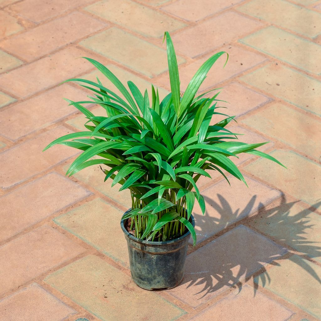 Areca Dwarf (~1 Ft) in 5 Inch Nursery Pot