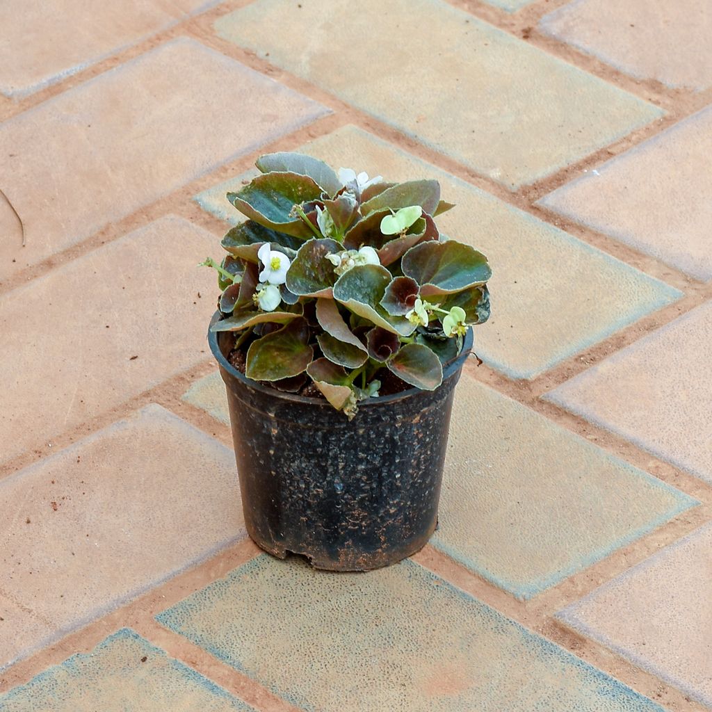 Begonia White in 4 Inch Nursery Pot