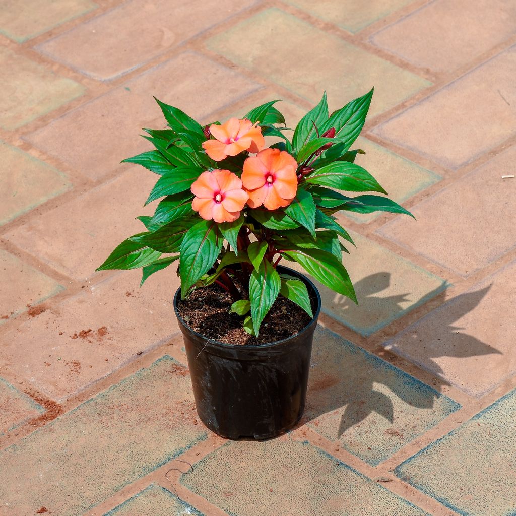 Balsam (any colour) in 4 Inch Nursery Pot