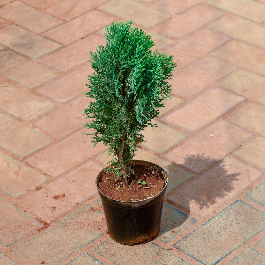 Morpankhi / Thuja 6 Nursery Pot