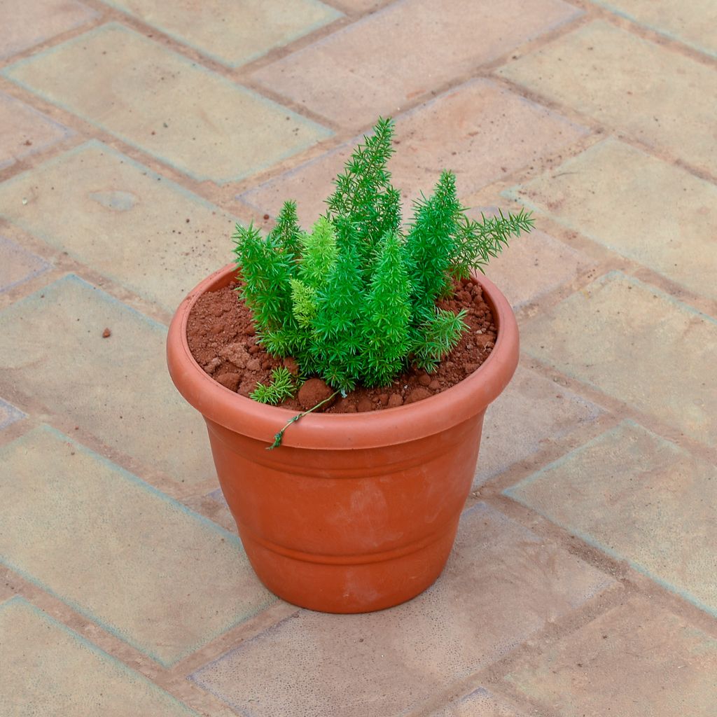 Asparagus Mary in 7 Inch Classy Red Plastic Pot