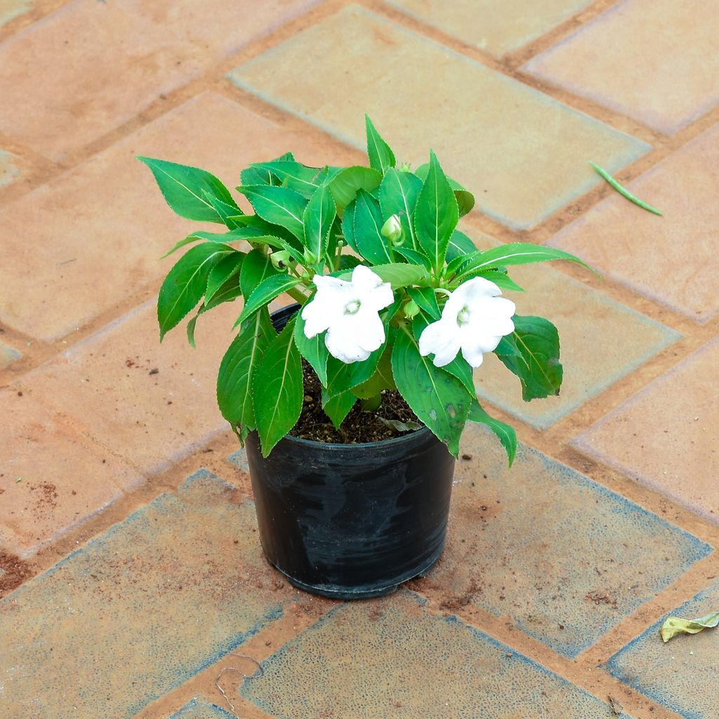 Impatients Balsamina White in 4 Inch Nursery Pot