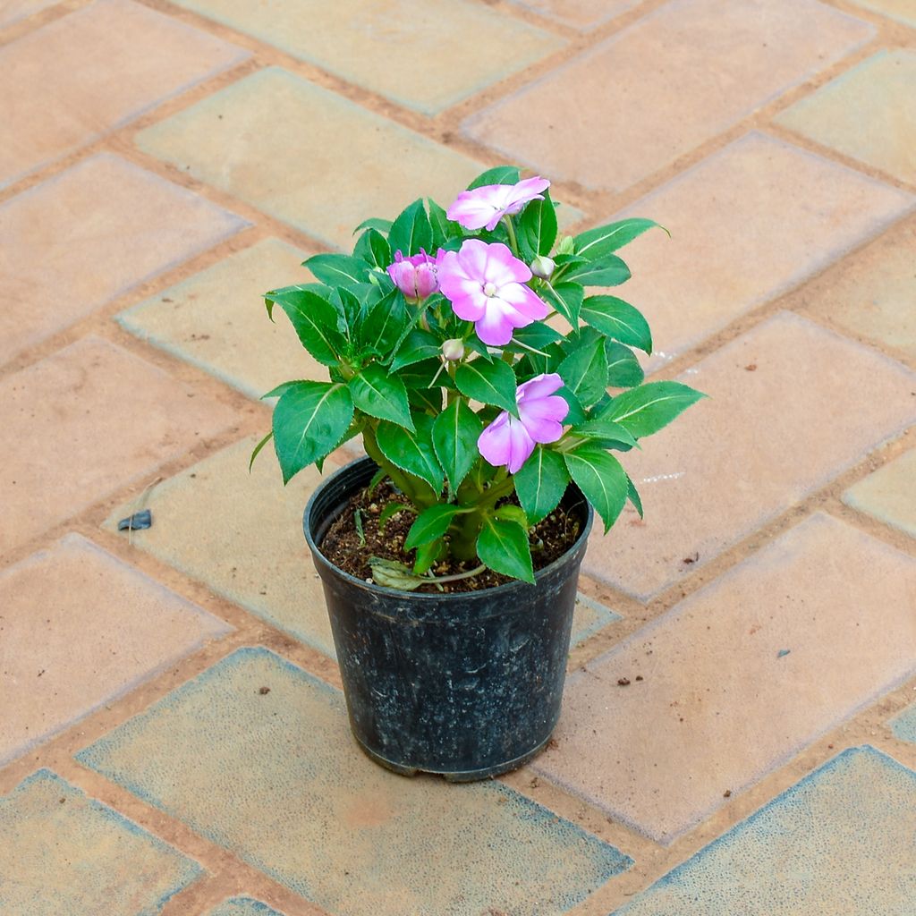 Impatients Balsamina (any colour) in 5 Inch Nursery Pot