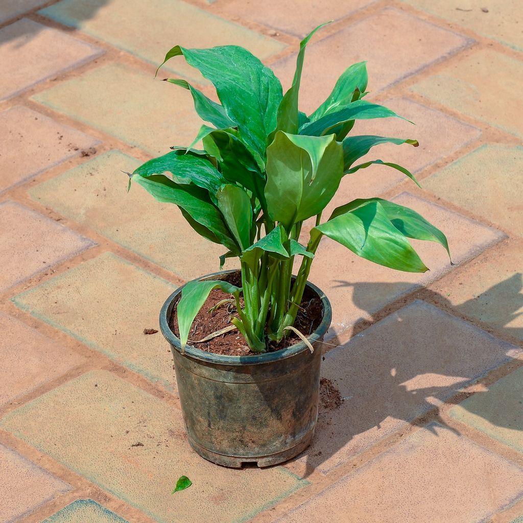 Peace Lily in 4 Inch Nursery Pot