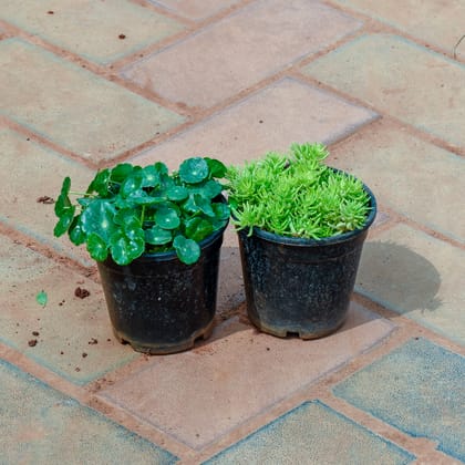 Buy Set of 2 - Brahmi Dollar / Pennywort & Sedum Golden Succulent in 4 Inch Nursery Pot Online | Urvann.com