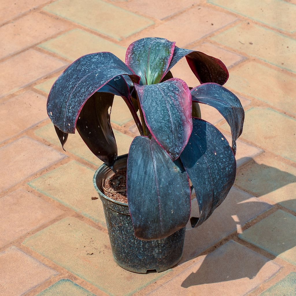 Dracaena Rosea in 5 Inch Nursery Pot