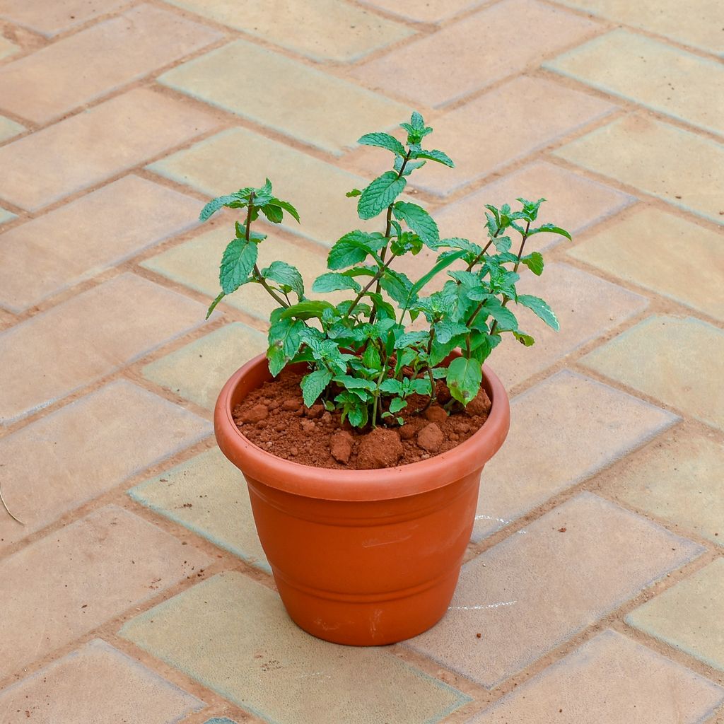 Mint / Pudina in 7 Inch Classy Red Plastic Pot