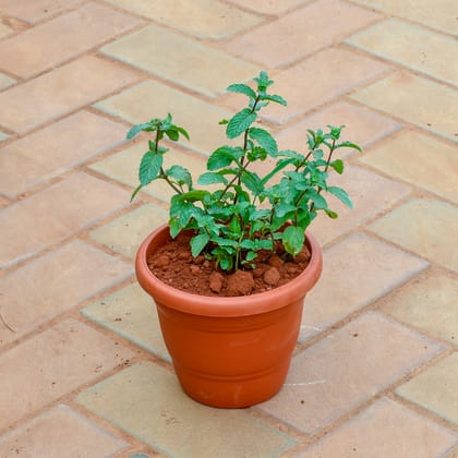 Buy Mint / Pudina in 7 Inch Classy Red Plastic Pot Online | Urvann.com