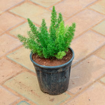 Buy Asparagus Mary in 5 Inch Nursery Pot Online | Urvann.com