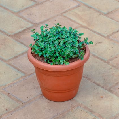 Buy Turtle Vine Black in 7 Inch Classy Red Plastic Pot Online | Urvann.com