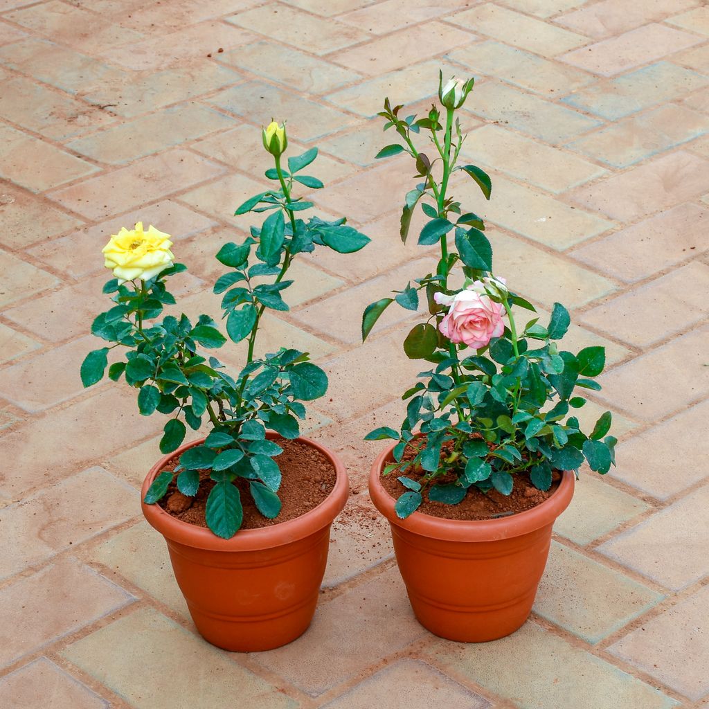 Set Of 2 - Rose / Gulab (Pink &Yellow) in 7 Inch Classy Red Plastic Pot