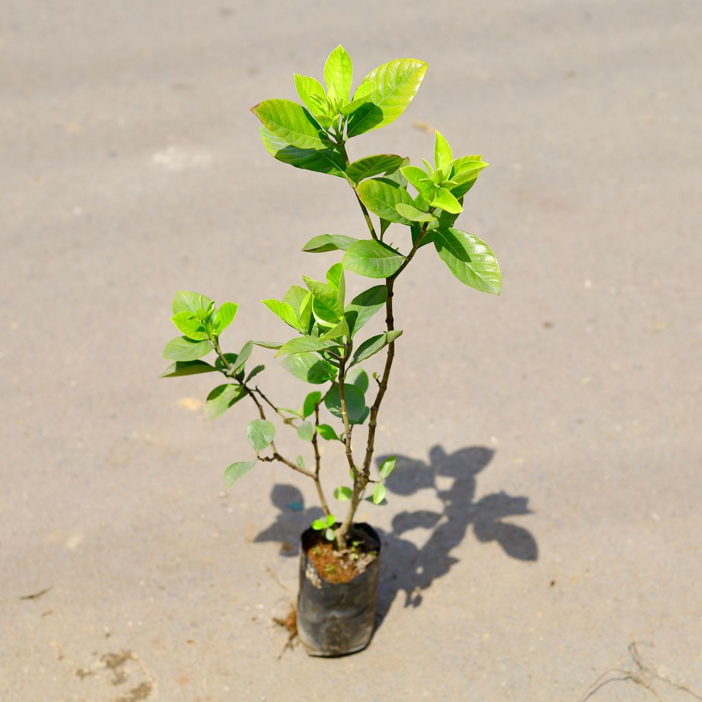 Gandhraaj / Gardenia in 4 Inch Nursery Bag