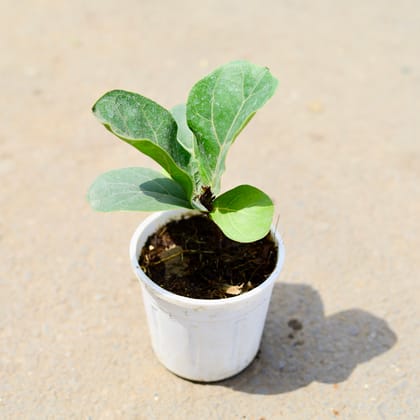 Buy Fiddle-leaf Plant in 4 inch Nursery Pot Online | Urvann.com
