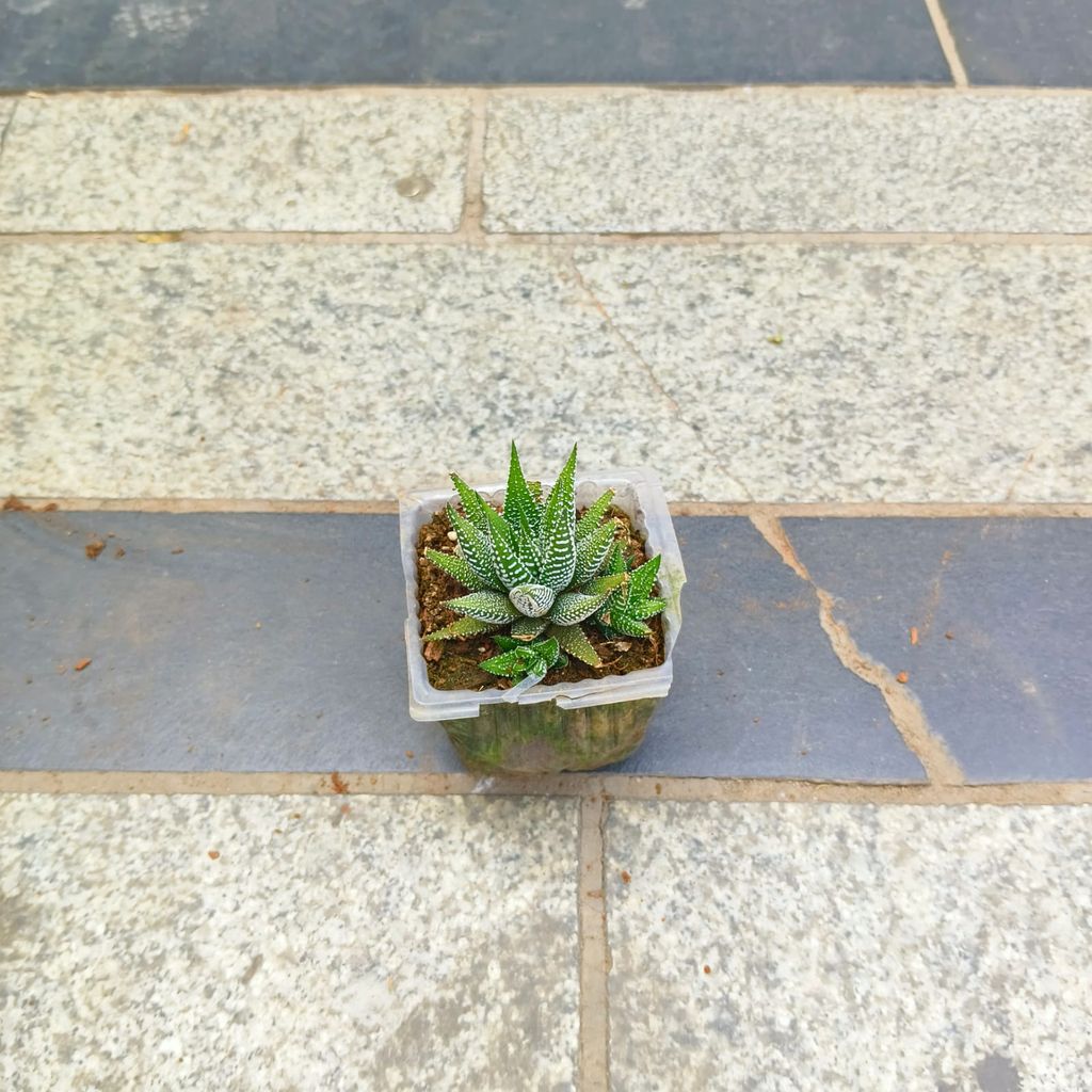 Haworthia Zebrina in 3 inch Nursery Bag