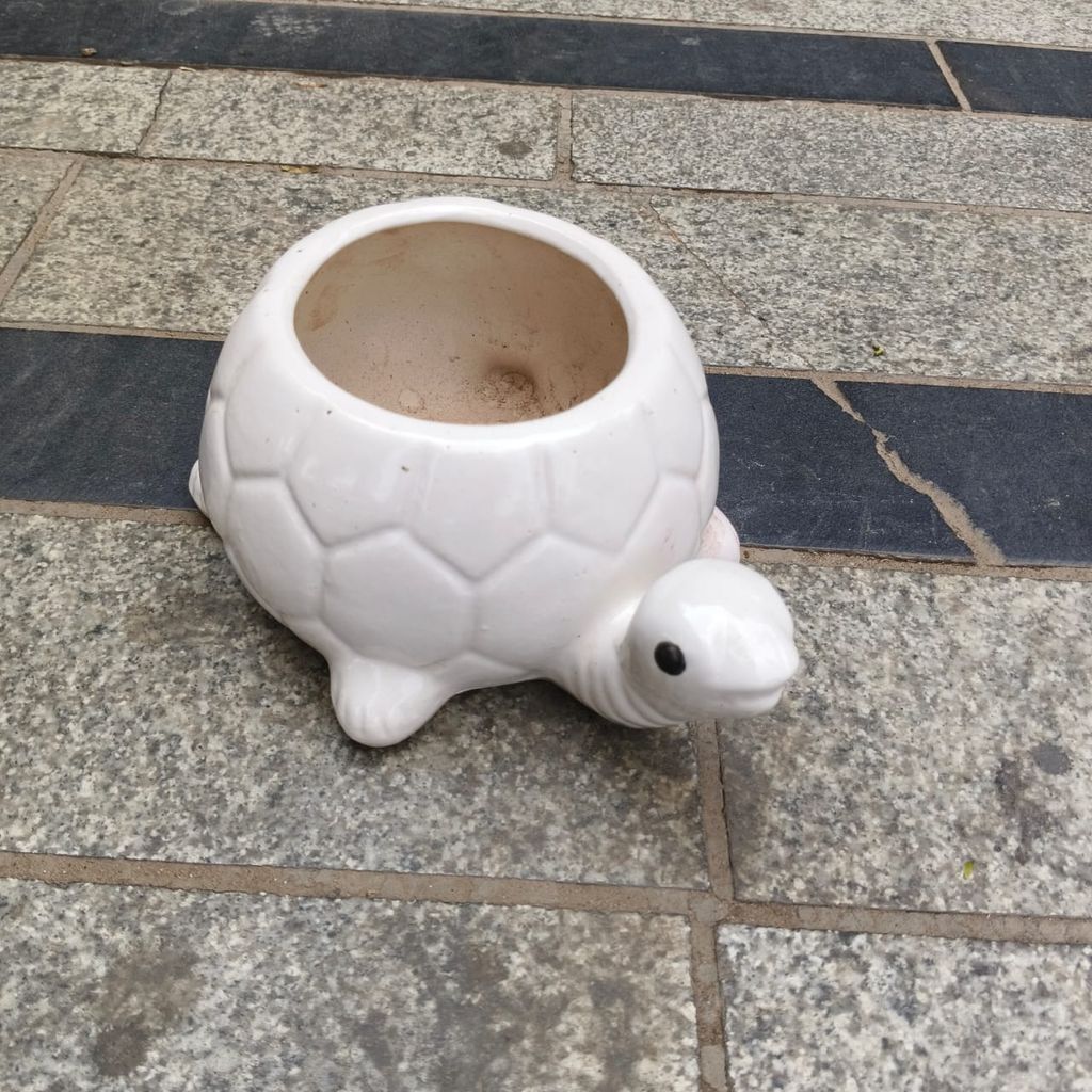 5 Inch Cute Tortoise Designer Ceramic Pot (any colour)