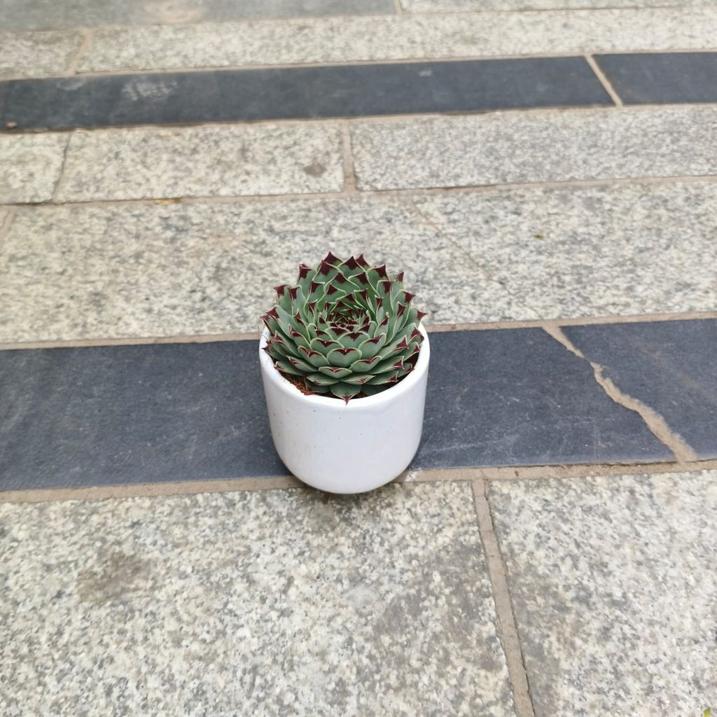 Lakshmi / Laxmi Kamal Succulent in 3 Inch Classy Cylindrical Ceramic Pot (any colour)