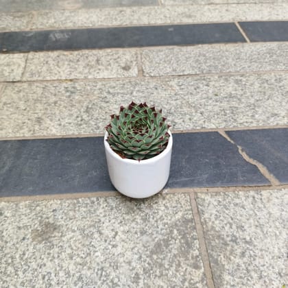 Buy Lakshmi / Laxmi Kamal Succulent in 3 Inch Classy Cylindrical Ceramic Pot (any colour) Online | Urvann.com