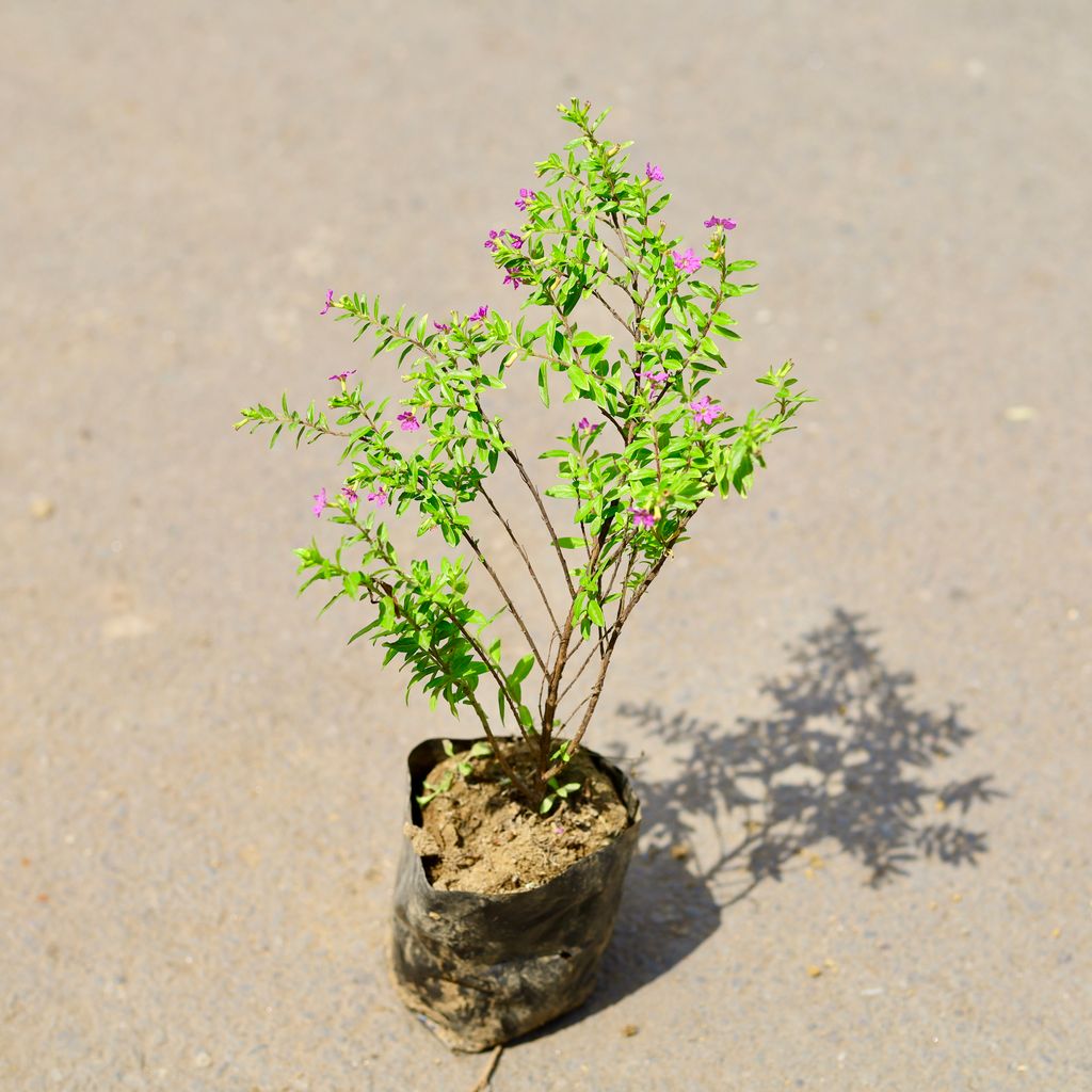 Cuphea / False Heather (any colour) in 4 Inch Nursery Bag