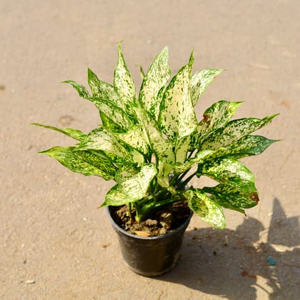 Buy Aglaonema Snow White Bushy in 6 Inch White Nursery Pot Online | Urvann.com