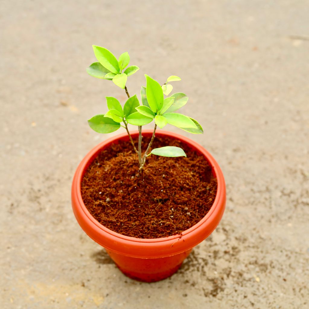 Ficus Panda in 8 Inch Classy Red Plastic Pot