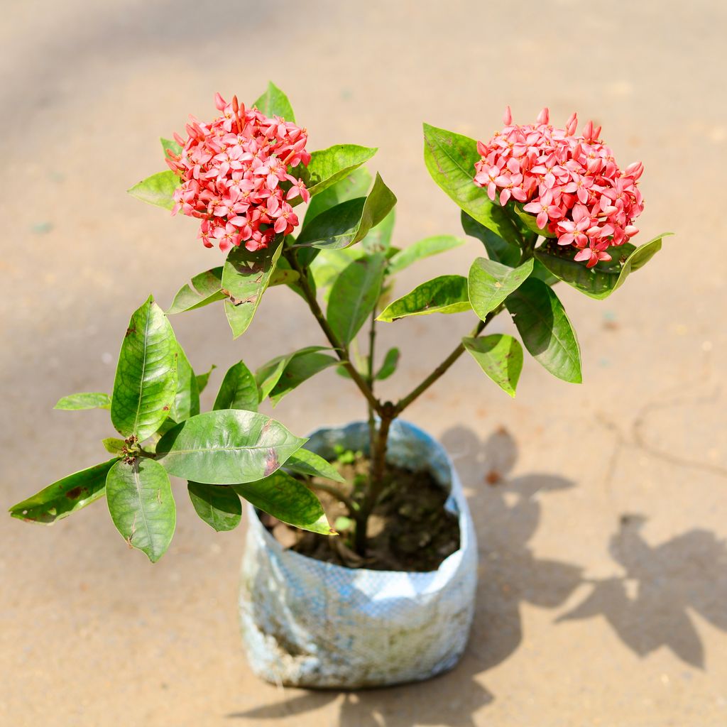 Ixora Pink in 4 Inch Nursery Bag