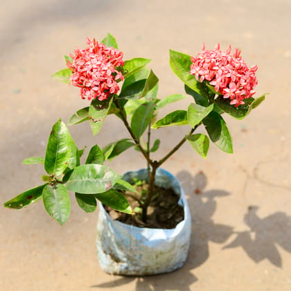 Buy Ixora Pink in 4 Inch Nursery Bag Online | Urvann.com