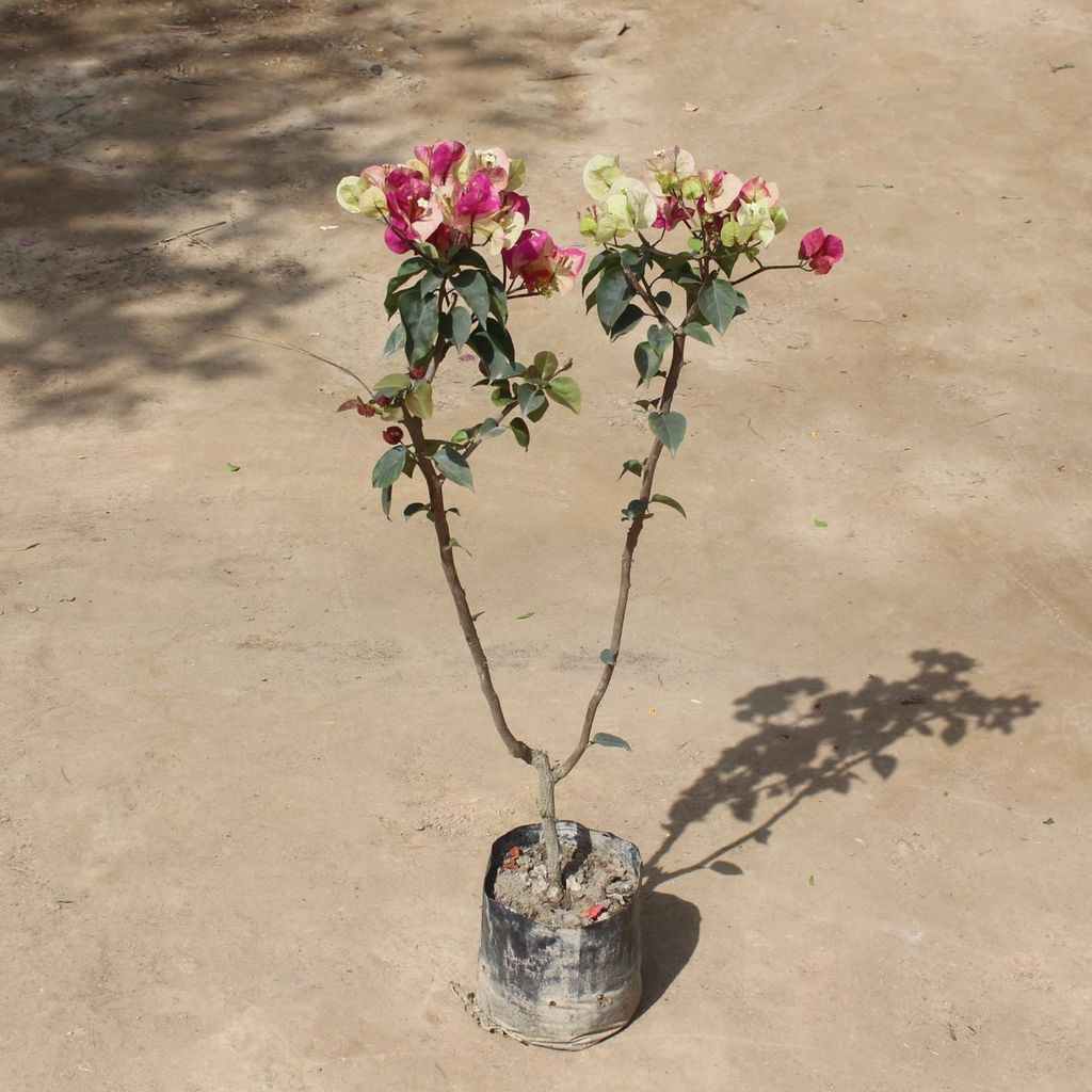 Free Next Day Delivery Bougainvillea Any Colour In 8 Inch Nursery Bag