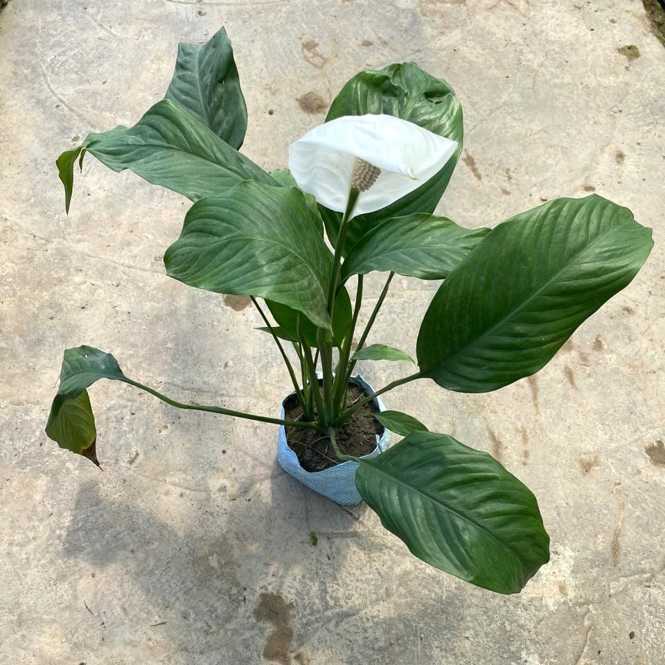 Peace Lily (any colour) in 8 Inch Nursery Bag