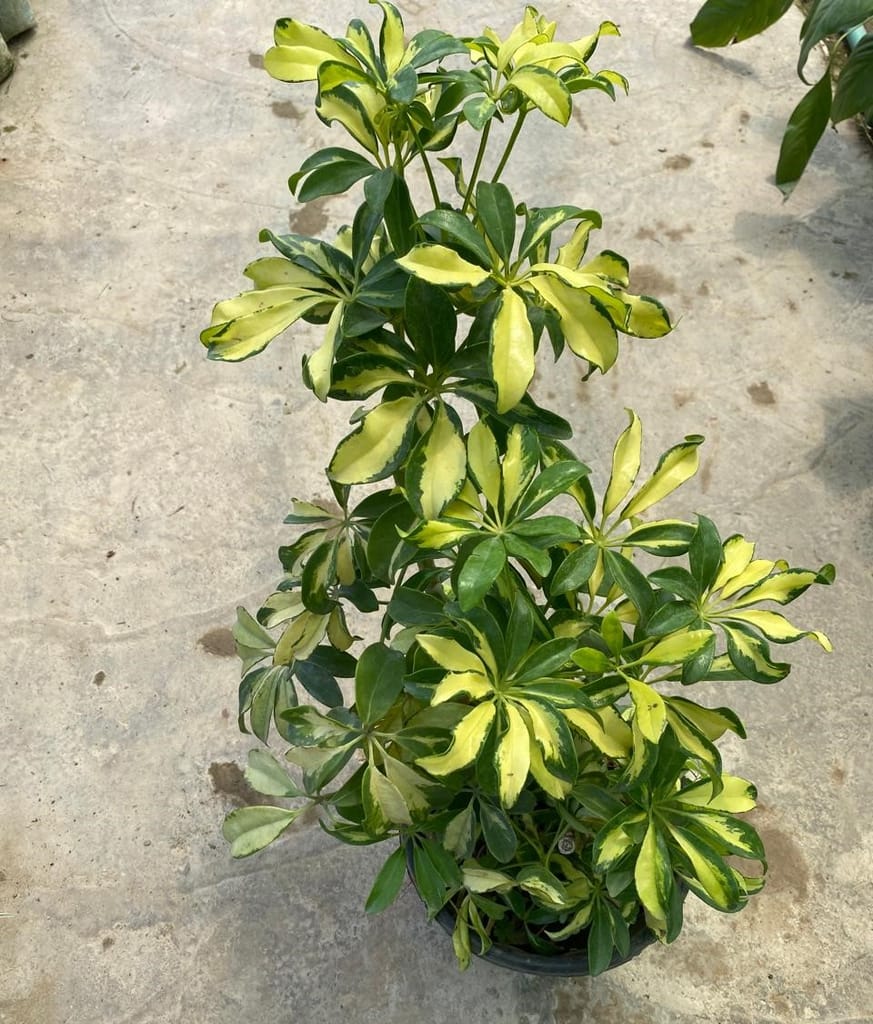 Schefflera Variegated in 8 Inch Nursery Pot