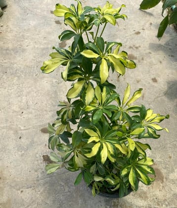 Buy Schefflera Variegated in 8 Inch Nursery Pot Online | Urvann.com