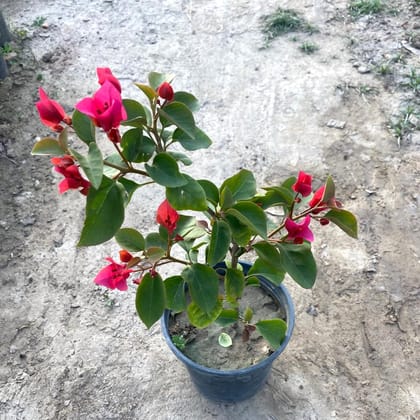 Buy Bougainvillea (any colour) in 6 Inch Black Nursery Pot Online | Urvann.com