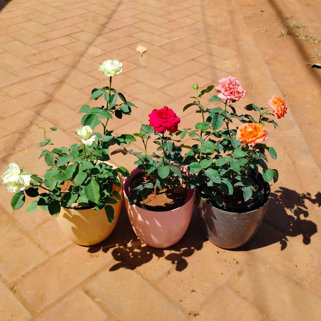 Set of 3 - Rose / Gulab (White, Orange & Red) in 8 Inch Multicolour Premium Orchid Round Plastic Pot