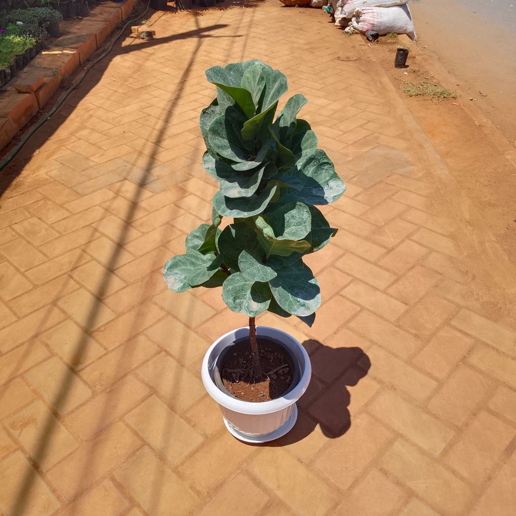 Fiddle Leaf Fig / Ficus Lyrata (~ 3 Ft) in 10 Inch White Olive Plastic Pot with Tray