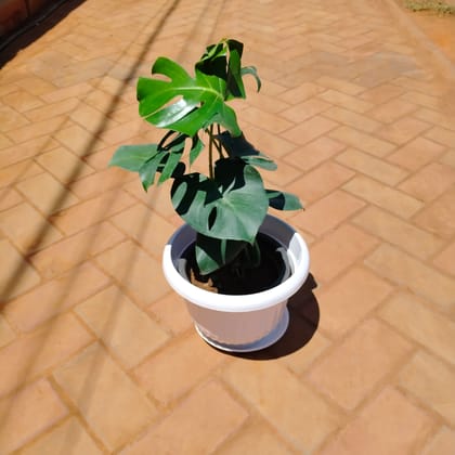 Buy Monstera Deliciosa in 10 Inch White Premium Olive Plastic Pot with Tray Online | Urvann.com